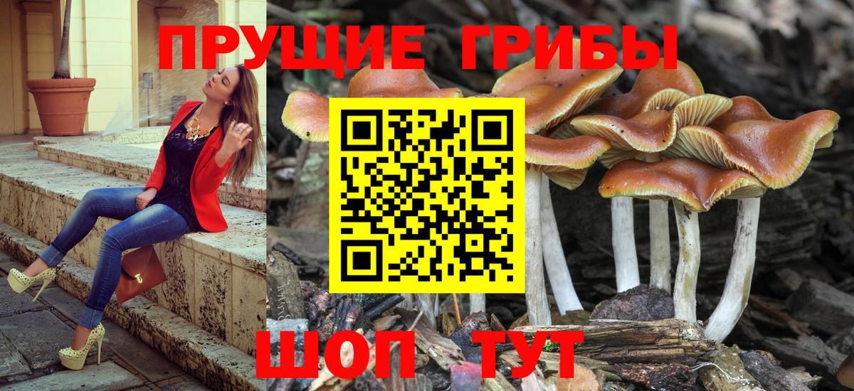 Галлюциногенные грибы прущие грибы  Галлюциногенные грибы Psilocybe  Вход с VPN  Борзя 